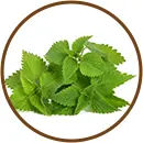 Urtiga