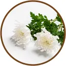 Crisântemo
