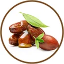 Semente de jojoba